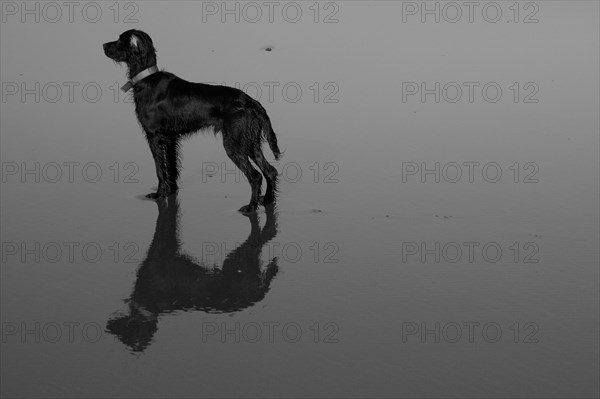 Irish Setter on Beach Sand