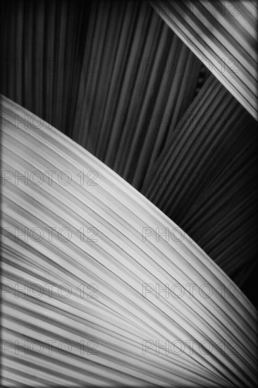 Abstract Palm Frond Detail