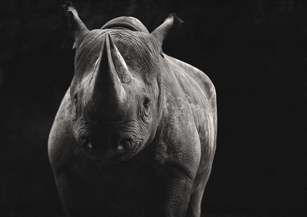 Black Rhinoceros