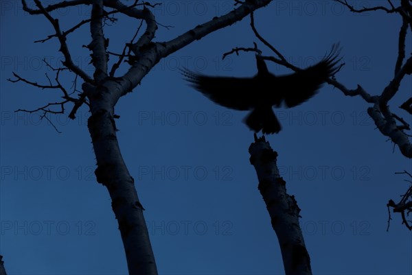 Flying Bird at Twilight, Low Angle View