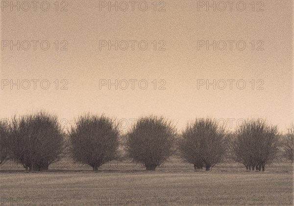 Winter Orchard