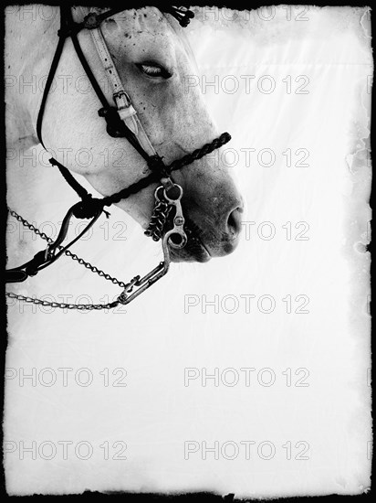 White Horse's Head, Profile