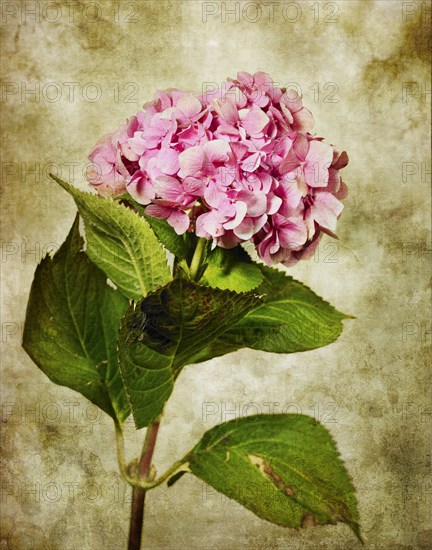 Hydrangea Flowers and Leaves