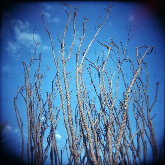 Desert Plant Stalks