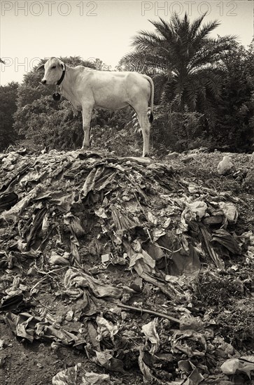 Cow on top of Trash Heap