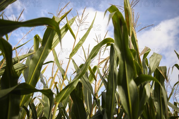 Corn Stalks against Cloudy Sky, Low Angle View