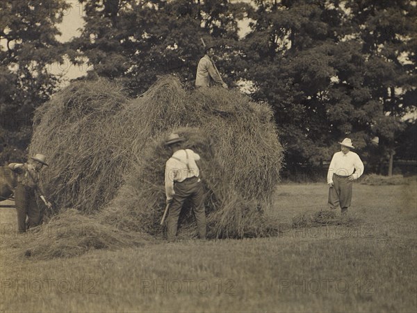 U.S. President Theodore Roosevelt with Three Men Pitching Hay onto Horse-Drawn Cart, 1905