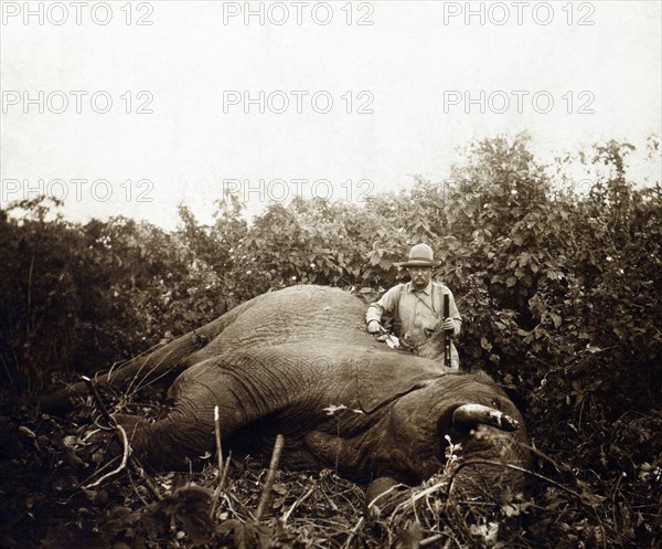 Former U.S. President Theodore Roosevelt with Bull Elephant he Shot while on Extended African Safari, Smithsonian-Roosevelt African Expedition, Meru, Kenya, Charles Scribner's Sons, July 1909