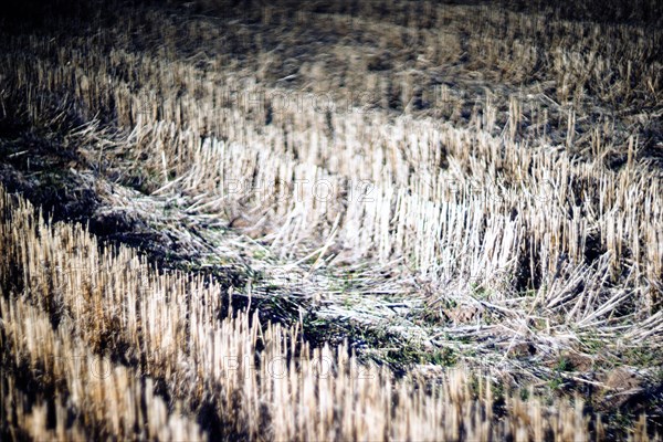 Cultivated Agricultural Field