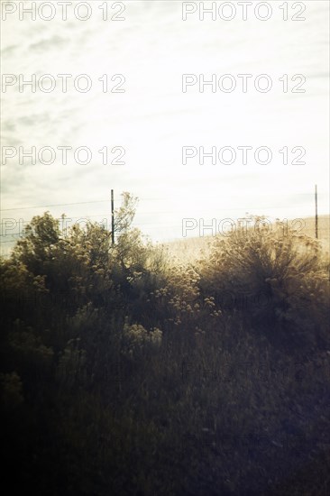 Plant Growth along Fence in Rural Landscape