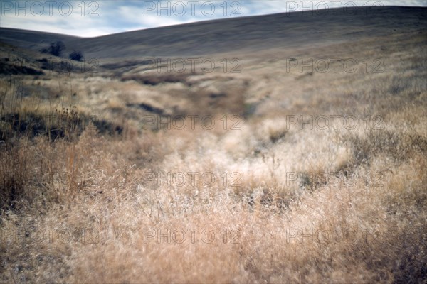 Vast Uncultivated Landscape, Painterly Effect