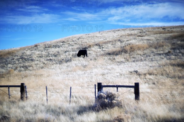 Bull Grazing on Rural Hillside