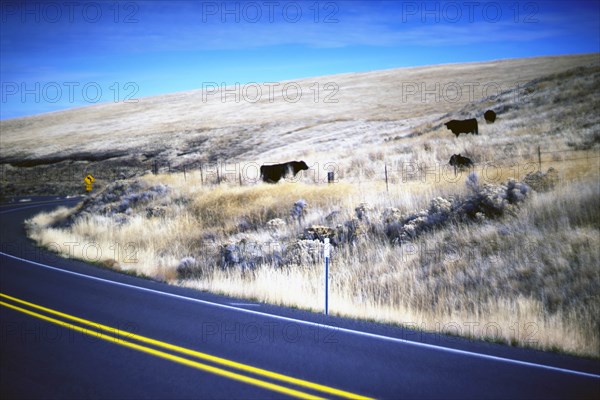 Beef Cattle Grazing along Rural Highway