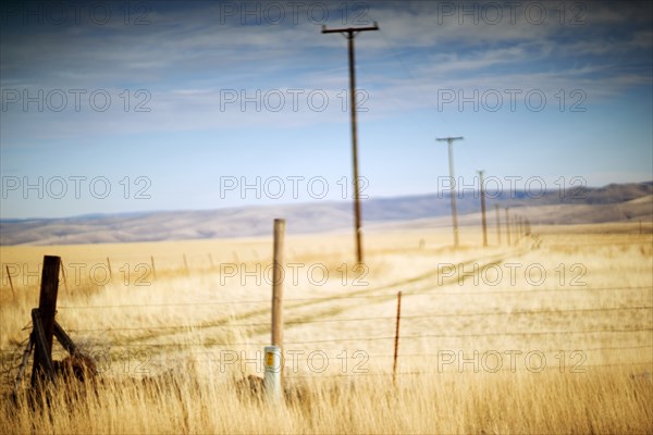 Utility Poles through Rural Landscape