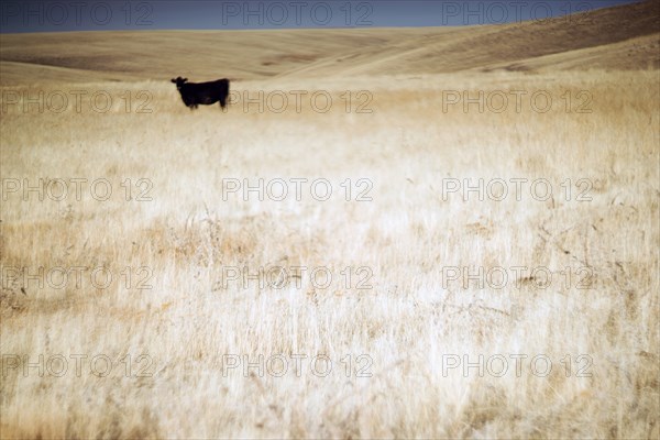 Cow in Rural Landscape