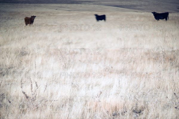 Three Cows in Rural Pasture