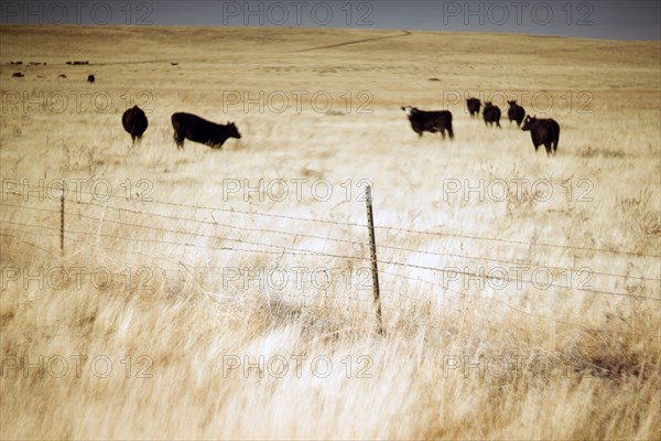 Beef Cattle Grazing in Pasture, Focus on Foreground