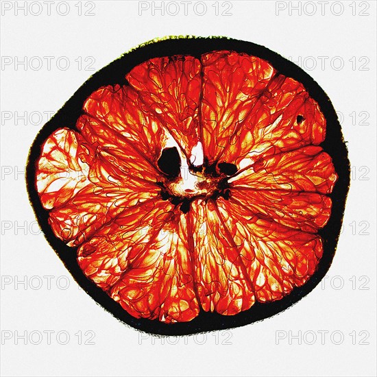 Grapefruit Slice on White Background