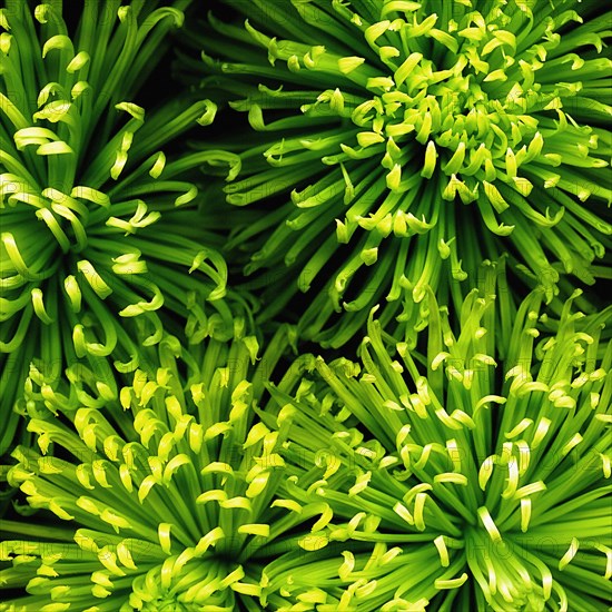 Green Mini Chrysanthemums, Close-up