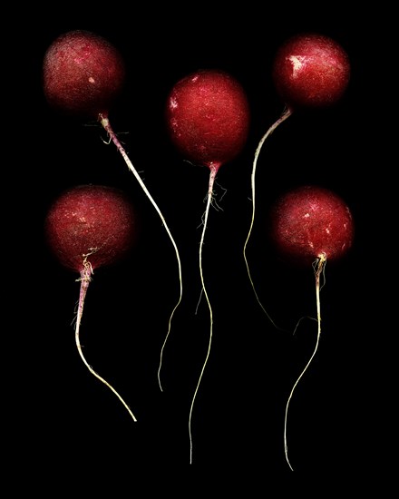 Radishes on Black Background