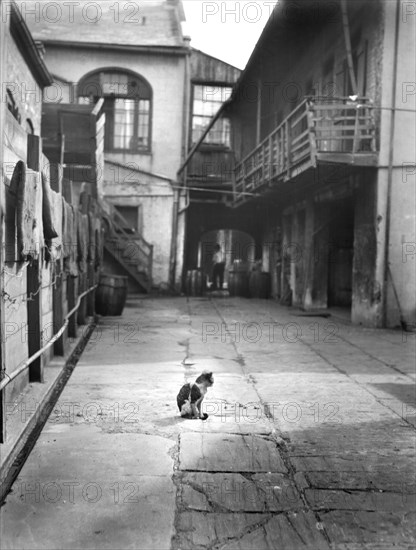 Courtyard with Cat