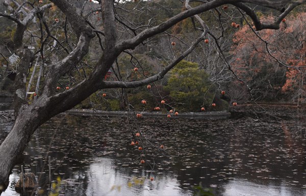 Kyoyochi Pond