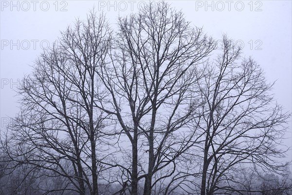 Snow-covered Trees