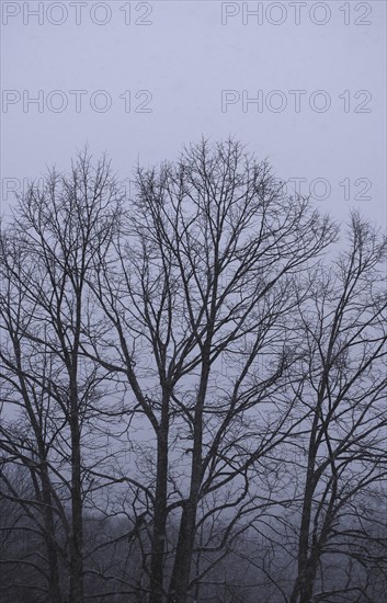 Snow-covered Trees