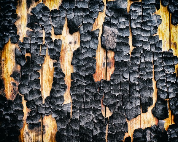 Burnt Tree Trunk