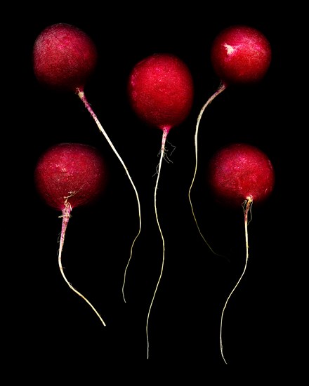 Group of Radishes against Black Background