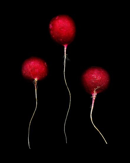 Three Radishes against Black Background