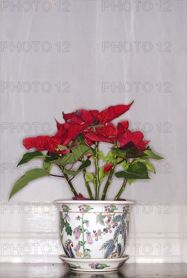 Poinsettia in Ornate Ceramic Pot