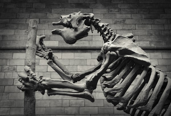 Giant Ground Sloth Skeleton in Natural History Museum