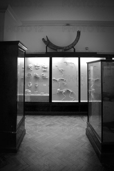 Animal Skeletons in Museum Display Case