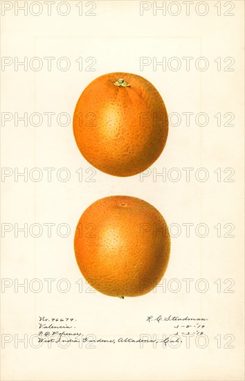 Orange