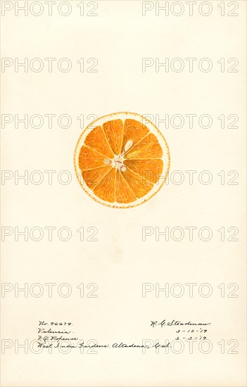 Orange Slice