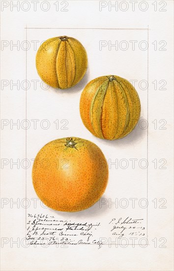 Oranges