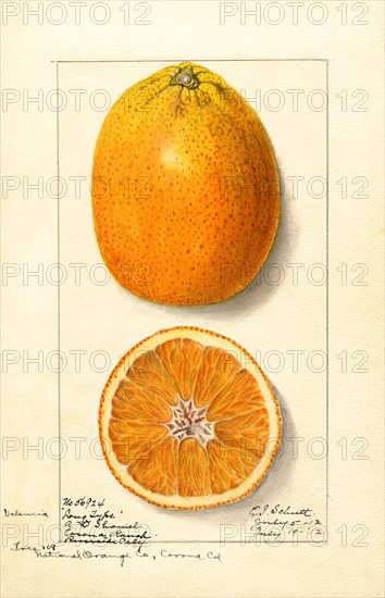 Oranges