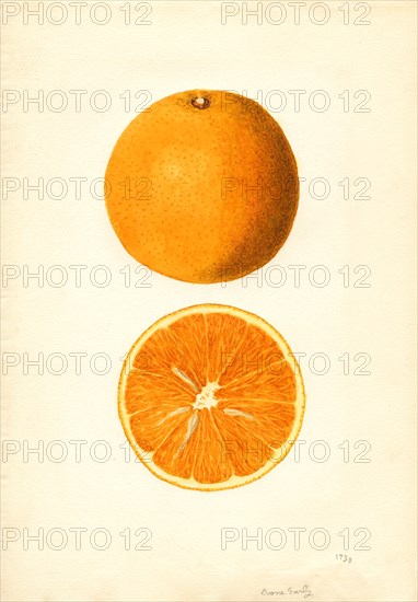 Oranges