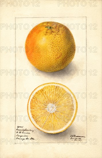 Oranges