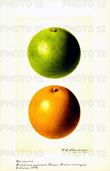 Oranges