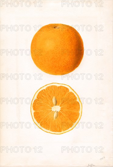 Oranges