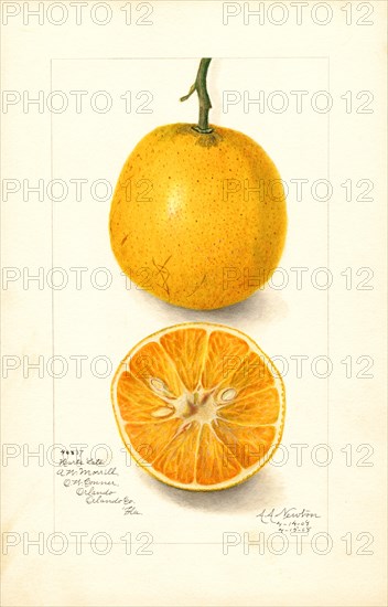 Oranges