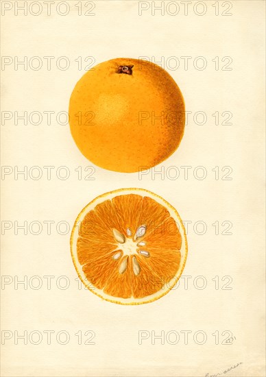 Oranges