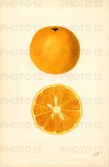 Oranges