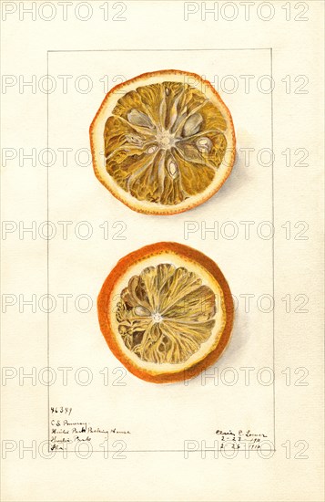 Oranges