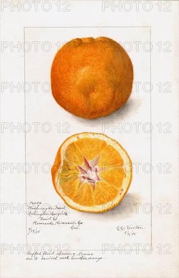 Oranges