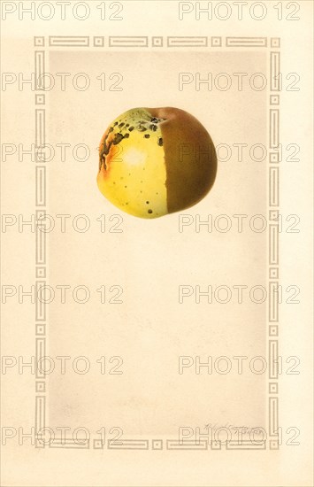 Russet Apple