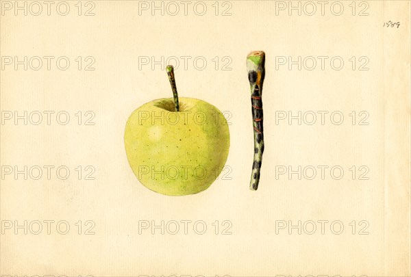 Golden Delicious Apple and Stem