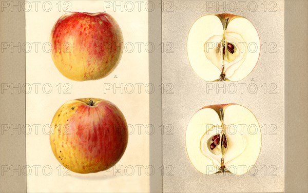 Wilson Red June Apples